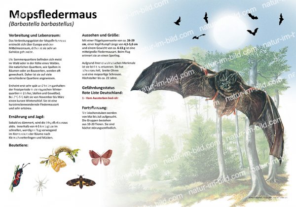 Mopsfledermaus