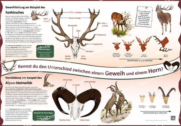 Kennst du den Unterschied zwischen einem Geweih und einem Horn?
