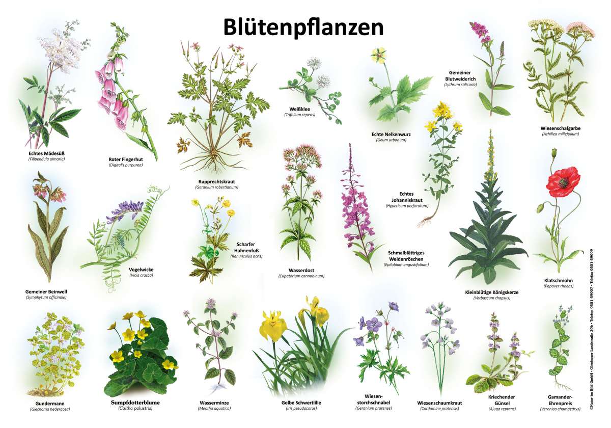 Pflanzen Namen Mit Bild