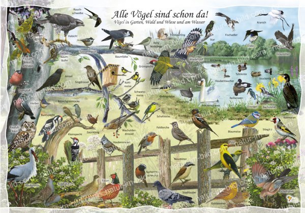 Alle Vögel sind schon da