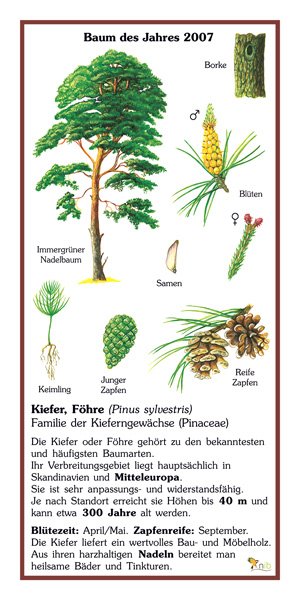 Kiefer - Baum des Jahres 2007