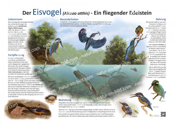 Der Eisvogel - Ein fliegender Edelstein