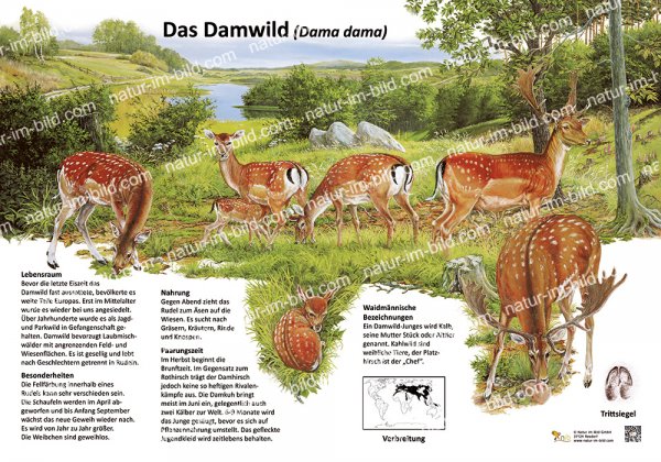 Das Damwild