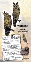 Waldohreule