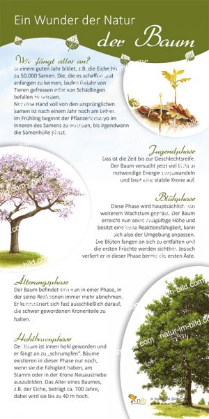 Ein Wunder der Natur - Der Baum
