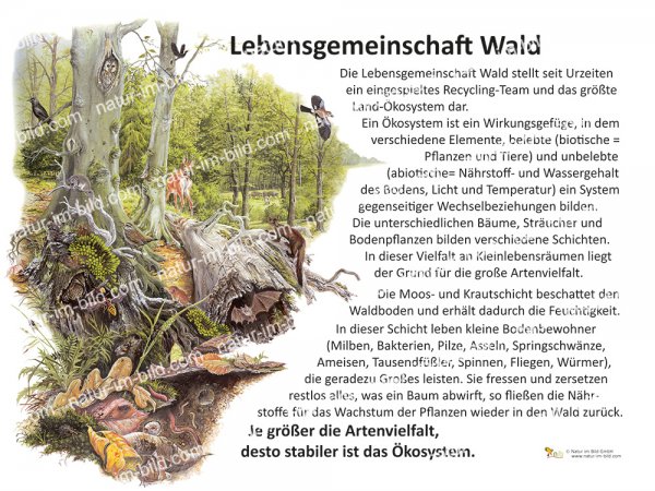 Lebensgemeinschaft Wald