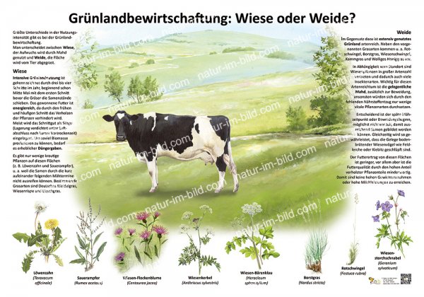 Grünlandbewirtschaftung - Wiese oder Weide