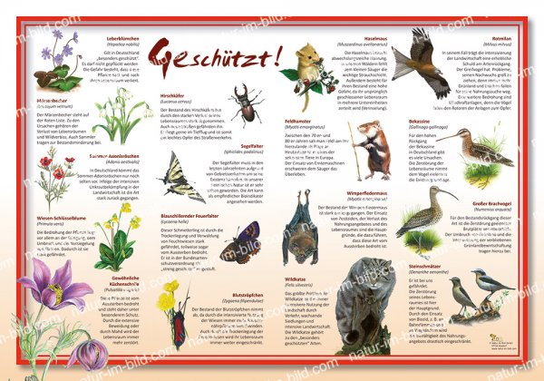 Geschützt!