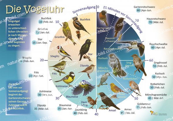Die Vogeluhr