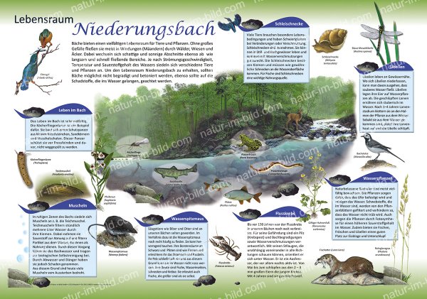 Lebensraum Niederungsbach