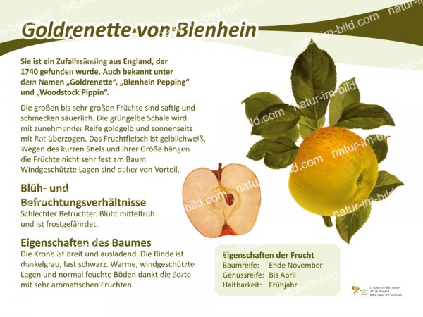 Goldrenette von Blenheim