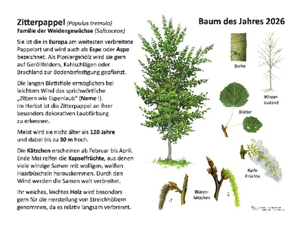 Zitterpappel - Baum des Jahres 2026