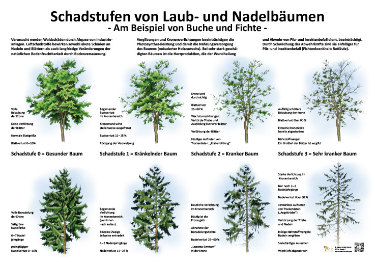 Schadstufen von Laub- und Nadelbäumen | Wald | Lehrtafeln | Natur im