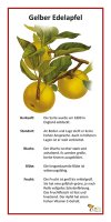 Gelber Edelapfel