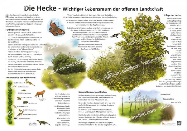 Die Hecke - Wichtiger Lebensraum der offenen Landschaft