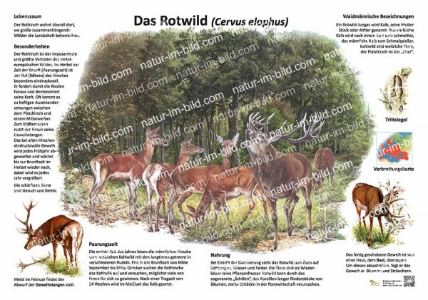 Das Rotwild