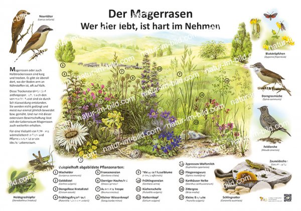 Der Magerrasen - Wer hier lebt ist hart im Nehmen