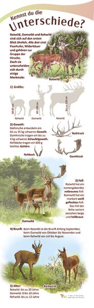 Kennst du die Unterschiede? - Wild, 21 x 70 cm