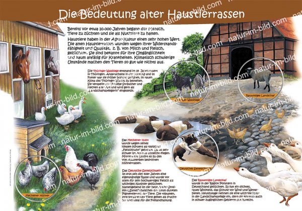 Die Bedeutung alter Haustierrassen