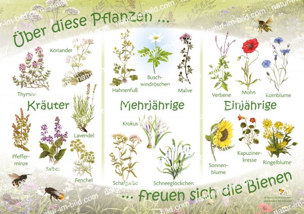 Über diese Pflanzen freuen sich die Bienen