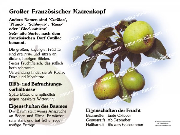 Großer Französischer Katzenkopf