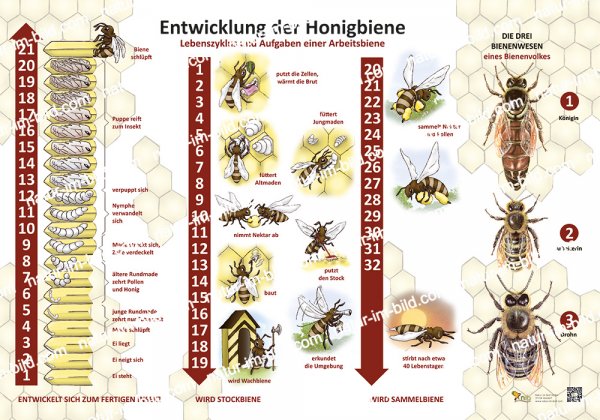 Entwicklung der Honigbiene