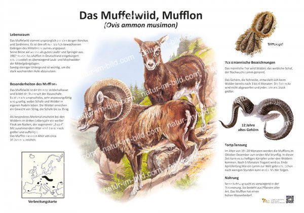 Das Muffelwild