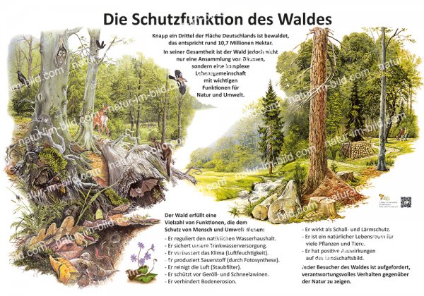 Die Schutzfunktion des Waldes