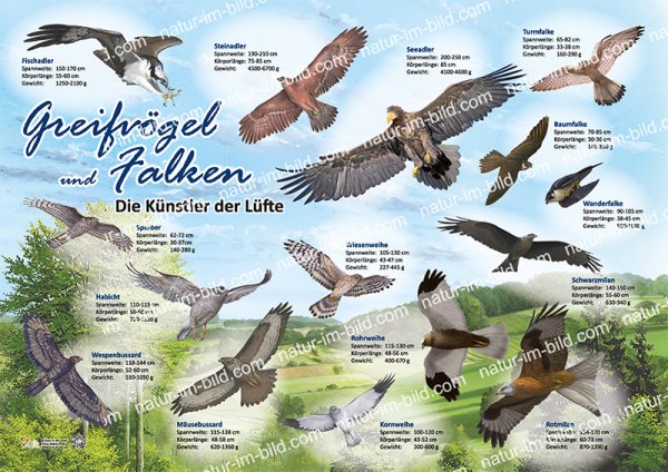 Greifvögel und Falken - Die Künstler der Lüfte