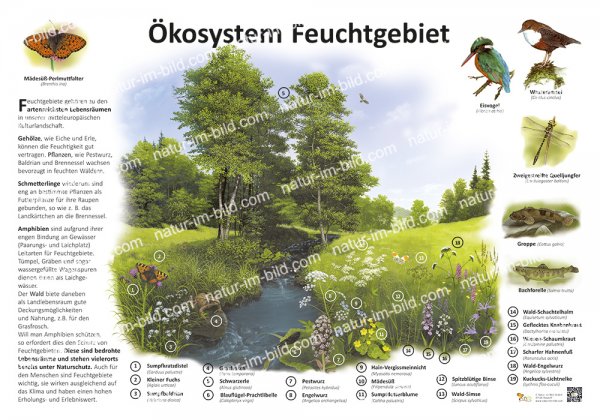 Ökosystem Feuchtgebiet