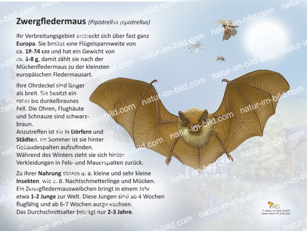 Zwergfledermaus