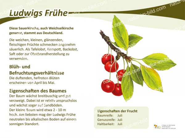 Ludwigs Frühe
