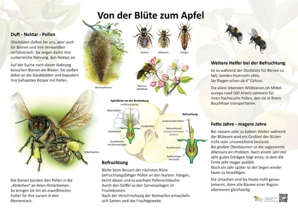 Von der Blüte zum Apfel