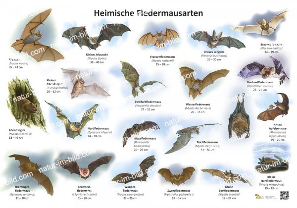 Heimische Fledermausarten