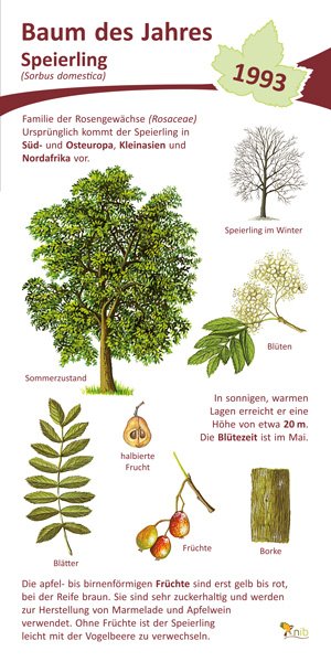 Speierling - Baum des Jahres 1993