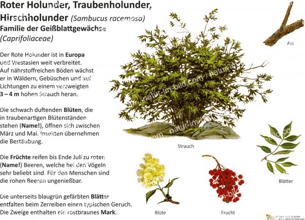 Roter Holunder
