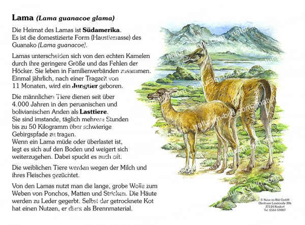 Lama