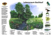Lebensraum Bachlauf