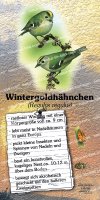 Wintergoldhähnchen