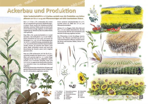 Ackerbau und Produktion