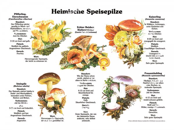 Heimische Speisepilze