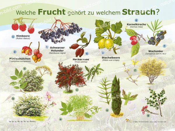 Welche Frucht gehört zu welchem Strauch