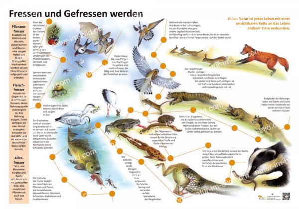 Fressen und Gefressen werden