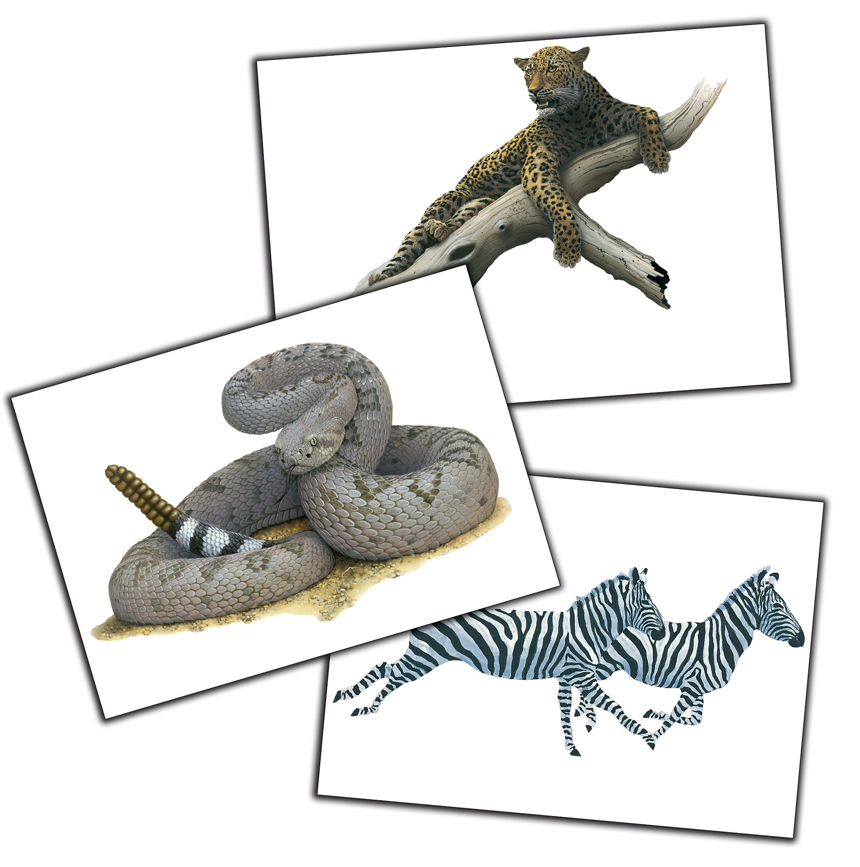 Zootiere Wandbilder | Wandbilder | Verschiedenes | Natur im Bild