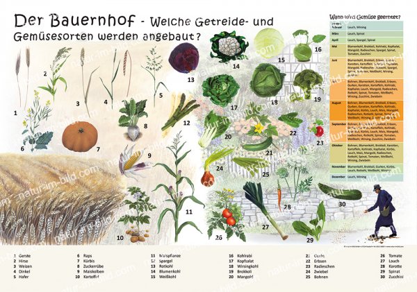 Der Bauernhof - Welche Getreide- und Gemüsesorten werden angebaut?