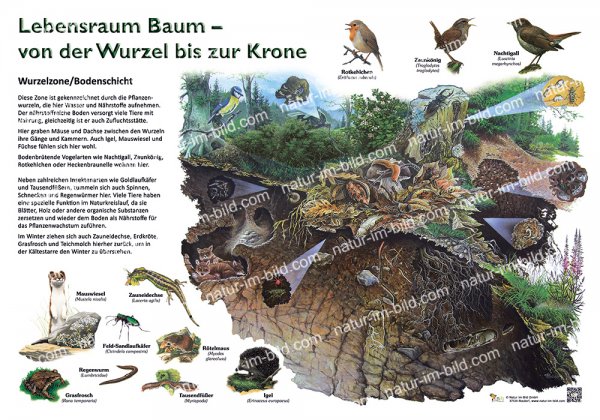 Lebensraum Baum - Wurzelzone