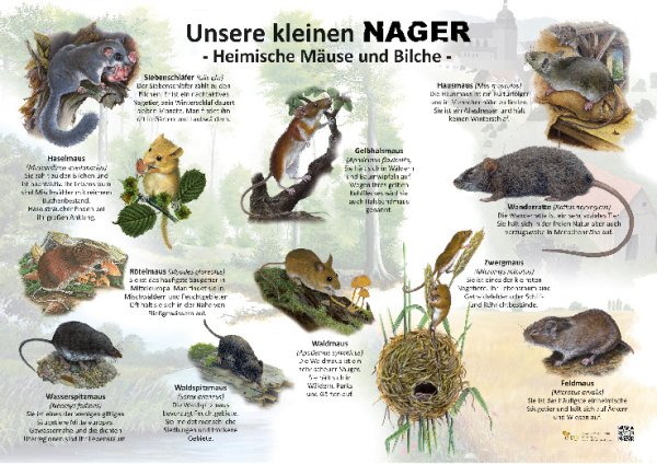 Unsere kleinen Nager