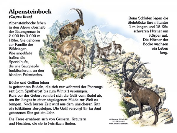 Alpensteinbock