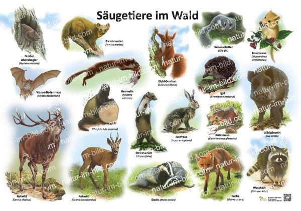 Säugetiere im Wald