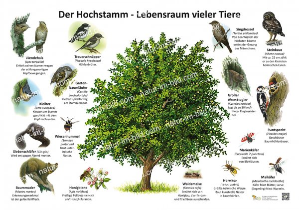 Der Hochstamm - Lebensraum vieler Tiere